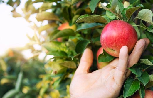 Taille d'arbres fruitiers